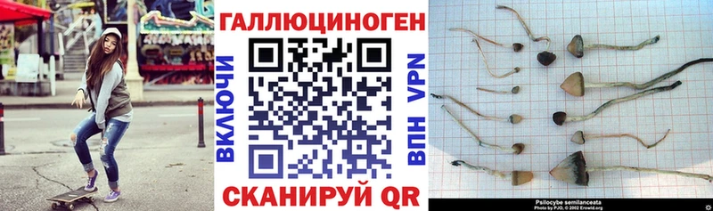 Купить  Венёв  Псилоцибиновые грибы мицелий 